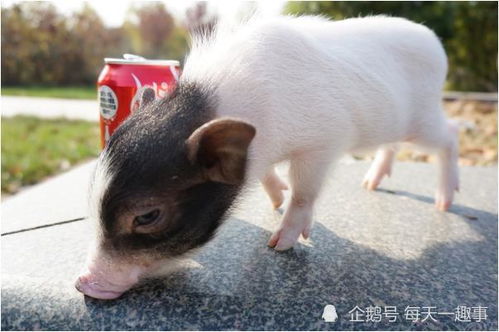 老人的话真不假——71年猪猪猪的后半生，知命还是认命