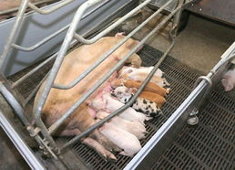 金正恩视察朝鲜人民军549部队养猪工厂，高度关注黄牛养殖