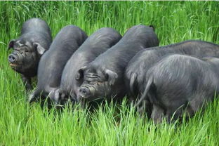 科学新视角 猪的百态世界与颠覆性认知