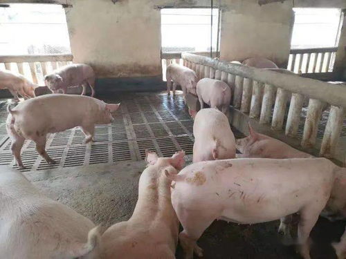 仔猪健壮涨势强，新乡大北农产品来帮忙