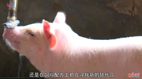 护航食品安全，微生物工厂如何“智造”抗生素替代品养出健康鸡