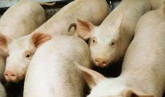 残次猪与无饲养价值鸡的合理处理方法