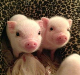 全国惊现首个猪价破 12 省份，羊价走势或紧随其后