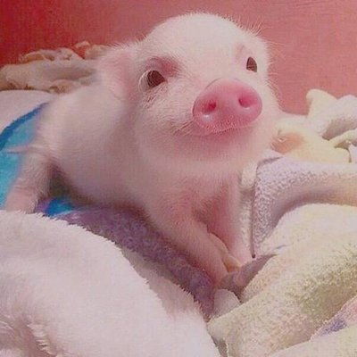 生肖猪与生肖鸡 勇往直前，财星高照，惊喜连连