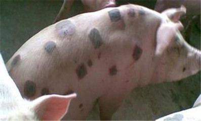 猪丹毒病的传染途径与治疗方法详解