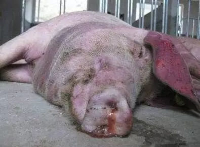 育肥猪与黄牛 警惕三种常见病，守护丰收成果