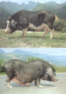 关岭猪与关岭鸡 贵州山区的生态养殖瑰宝