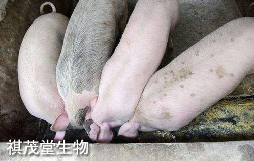 2022年生猪业 以“三高”开局，以深度调整收尾